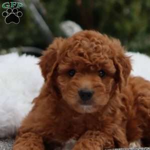 Faith, Mini Goldendoodle Puppy